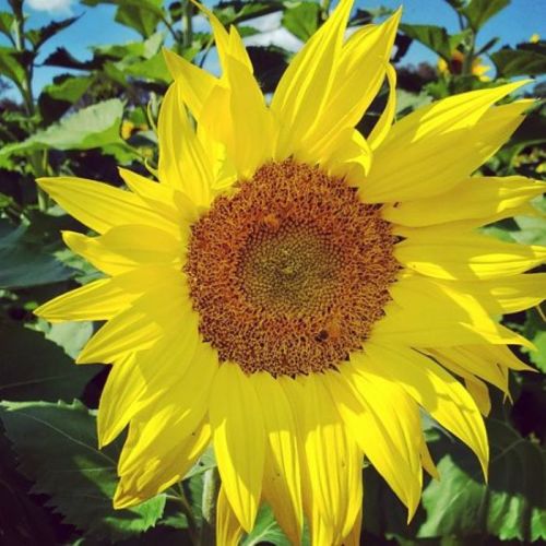 A vibrant sunflower with bright yellow petals and a textured brown center, surrounded by green leaves.