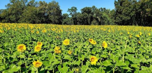 A vibrant field of sunflowers stretches under a clear blue sky, surrounded by lush green trees.