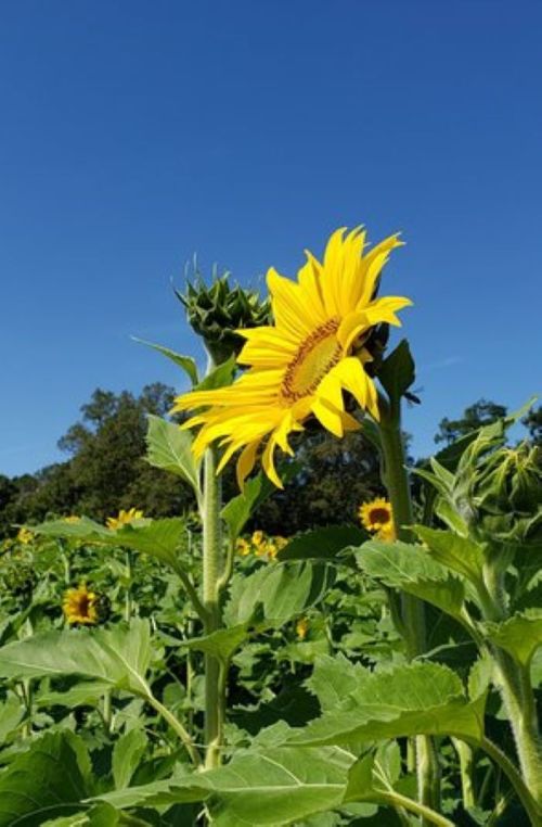 A vibrant sunflower stands tall against a clear blue sky, surrounded by green leaves and budding sunflowers.