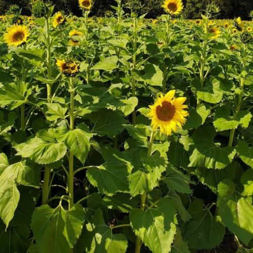 A vibrant field of sunflowers, with tall green leaves and bright yellow blooms under a clear blue sky.