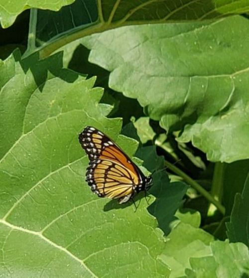 A monarch butterfly resting on a green leaf surrounded by lush foliage.
