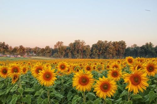 A vibrant field of sunflowers stretches towards the horizon, with trees in the background under a clear sky.
