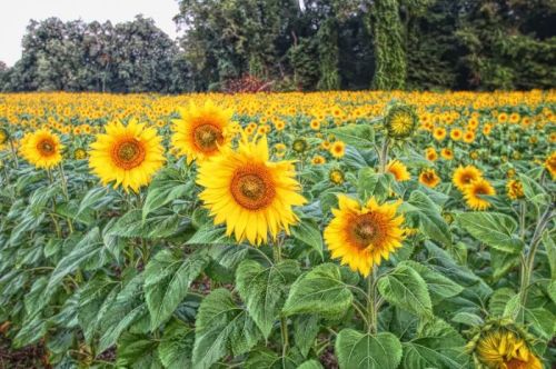 A vibrant field of sunflowers in full bloom, with lush green leaves and a backdrop of trees.