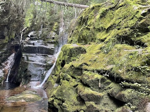 A serene forest scene featuring moss-covered rocks and a small waterfall cascading into a clear pool.