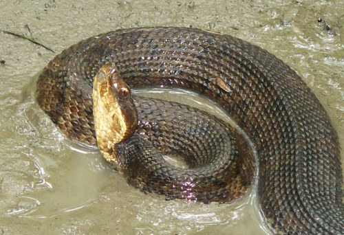 A close-up of a brown snake coiled in muddy water, showcasing its textured scales and distinctive head.