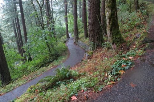 A winding path through a lush, green forest with tall trees and ferns, surrounded by a serene, misty atmosphere.