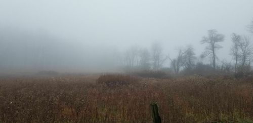 A foggy landscape with tall grasses and sparse trees, creating a mysterious and serene atmosphere.