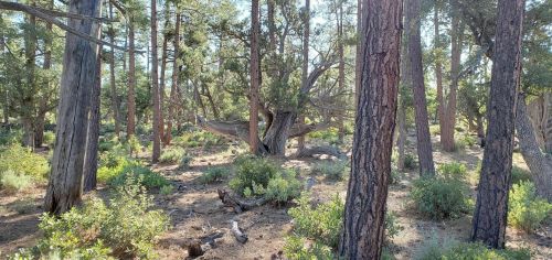 A serene forest scene with tall trees, sunlight filtering through the branches, and lush undergrowth.
