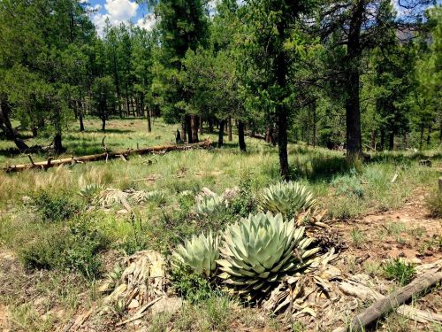 A lush forest scene featuring green trees and large agave plants in a grassy area under a blue sky.