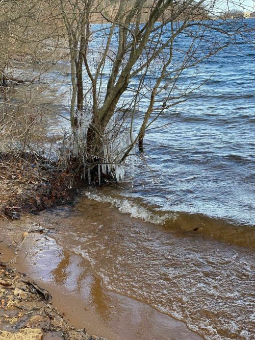 A tree by the water's edge with icicles hanging from its branches, waves lapping at the sandy shore.