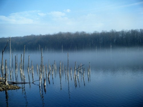 A serene lake scene with fog, featuring bare tree stumps rising from the water and a forested shoreline in the background.