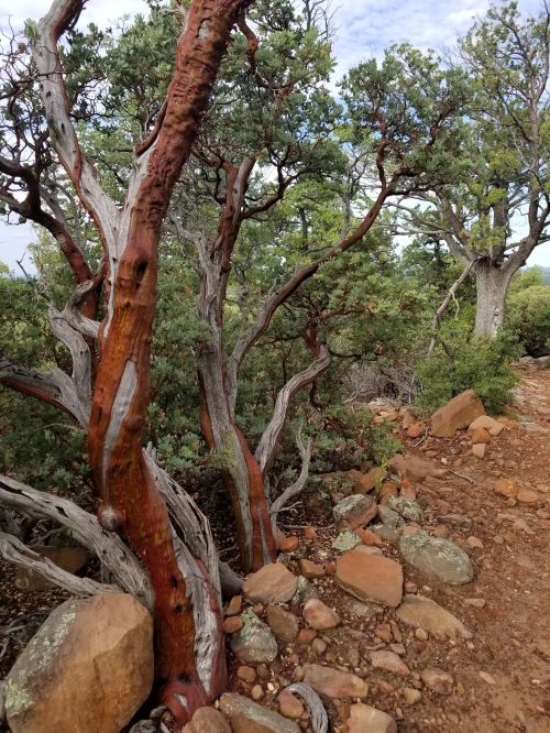 A winding tree with reddish bark stands among green foliage and rocky terrain on a trail.