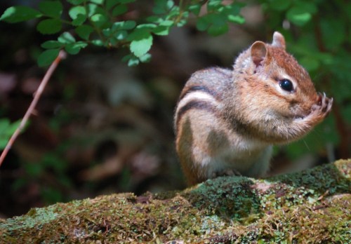 A small chipmunk sits on a mossy log, holding its paw to its face in a natural forest setting.