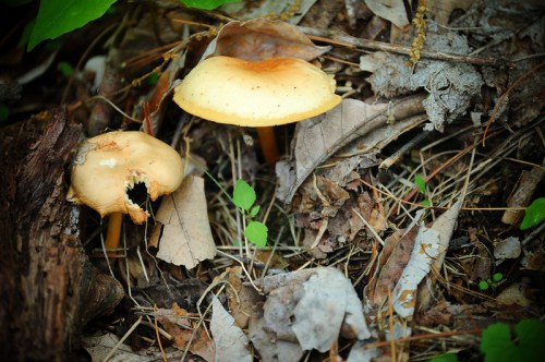 A close-up of fallen leaves and pine needles on the forest floor, creating a natural, textured background.