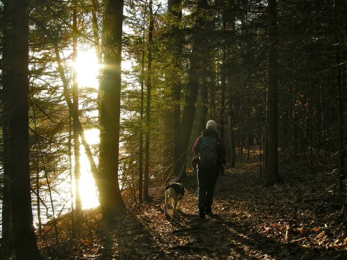 A person walks a dog along a forest path, with sunlight reflecting off a nearby lake.