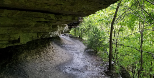 A winding trail beneath a rocky overhang, surrounded by lush green trees and foliage.