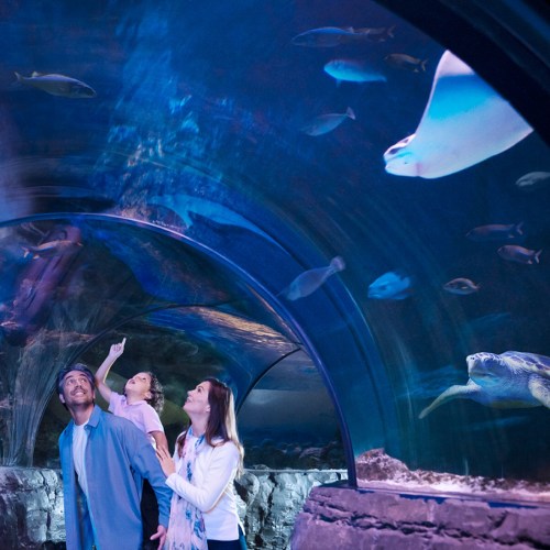 A family observes marine life in an aquarium tunnel, with fish and a stingray swimming overhead.