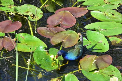 A colorful bird forages among green and purple lily pads on a calm water surface.