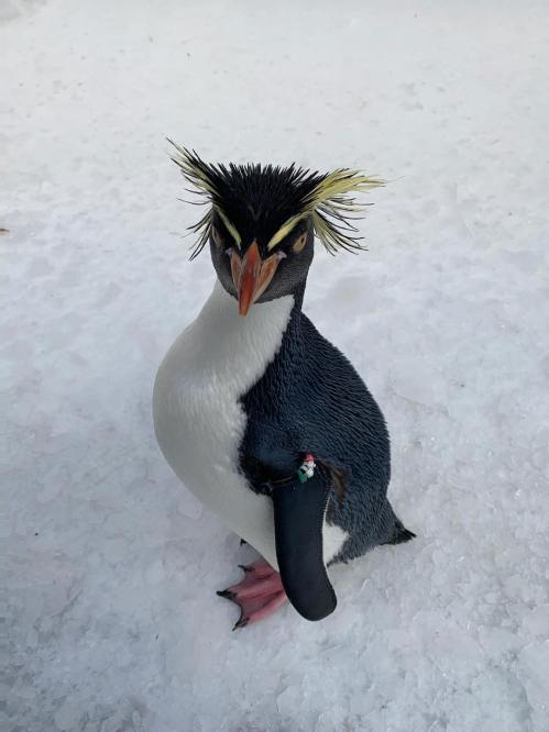 A close-up of a penguin with striking yellow feathers on its head, standing on snow.
