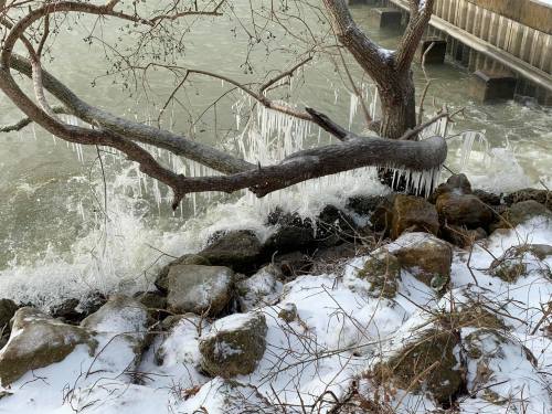 A tree branch with icicles hangs over rocky shore, with waves splashing against the stones in a winter scene.