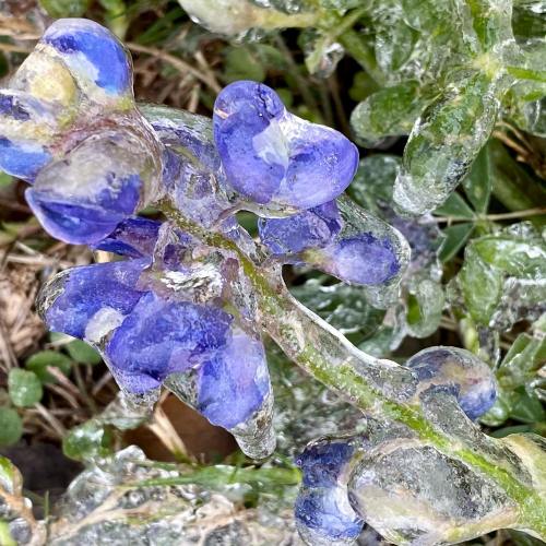 A close-up of bluebonnet flowers encased in ice, with green leaves visible in the background.