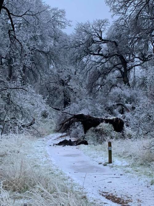 A snowy path through a forest with frosted trees and a fallen branch blocking the way.