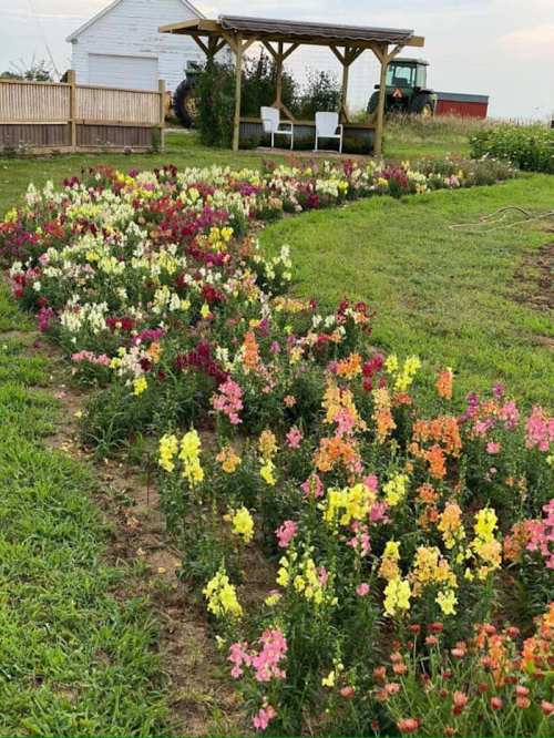 A vibrant flower garden with colorful blooms winding through green grass, set against a rustic farm backdrop.