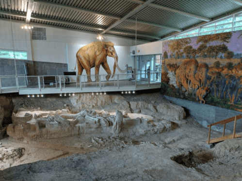 A large elephant sculpture stands above an excavation site with a mural of elephants on the wall in a museum setting.