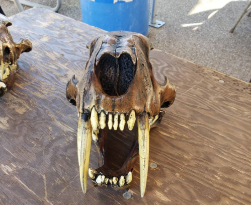 A large animal skull with prominent teeth and a hollow nasal cavity, resting on a wooden surface.