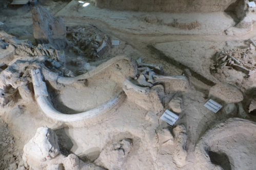 Fossil excavation site featuring large bones and tusks in a dry, cracked landscape.