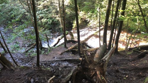 A serene forest scene with trees, a stream, and fallen branches, illuminated by dappled sunlight.