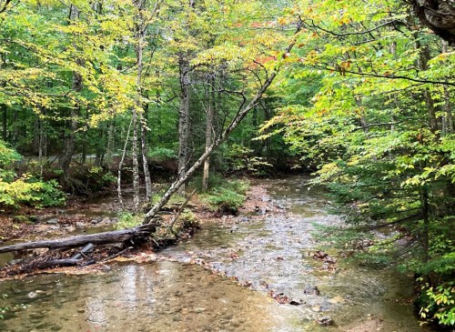 A serene forest scene with a winding creek surrounded by lush green trees and autumn foliage.