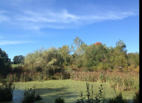A serene pond surrounded by lush greenery and trees under a clear blue sky.