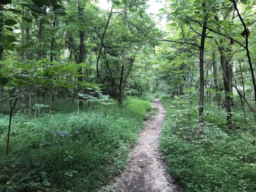 A winding dirt path through a lush green forest, surrounded by trees and dense foliage.