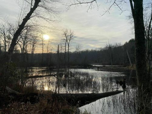 A serene wetland scene at sunset, with trees reflecting in the calm water and a cloudy sky above.