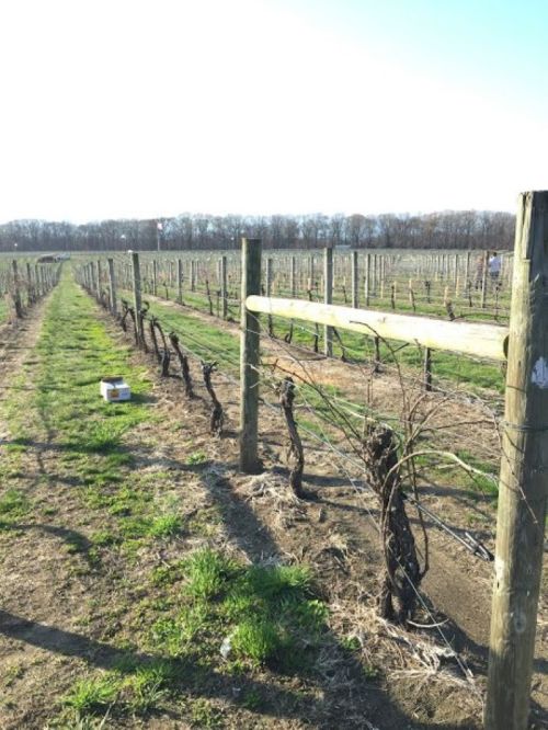 A vineyard with rows of grapevines stretching into the distance under a clear sky.