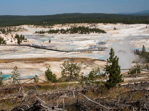 A scenic view of a geothermal area with boardwalks, colorful hot springs, and a forested backdrop in Yellowstone National Park.