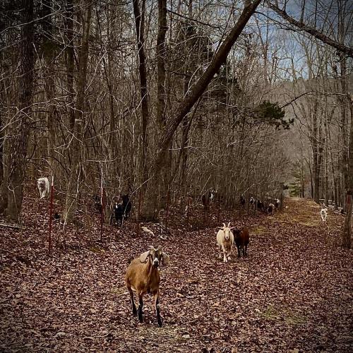 A group of goats walking along a leaf-covered path in a wooded area.