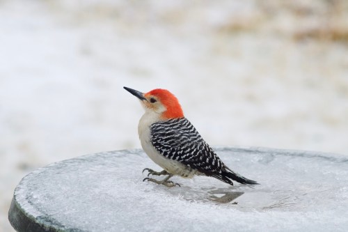 A red-headed woodpecker stands on a frozen surface, with a blurred snowy background.