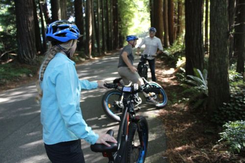 Three cyclists pause on a forested path, surrounded by tall trees, wearing helmets and enjoying the outdoors.