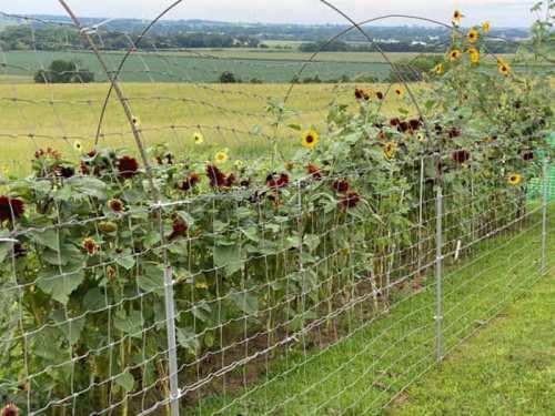 A field of sunflowers and sunflowers growing along a wire fence, with green fields in the background.