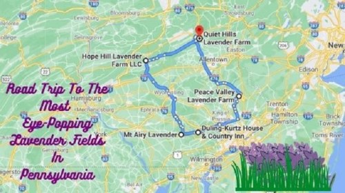 Map of a road trip route to lavender farms in Pennsylvania, highlighting key locations and scenic lavender fields.