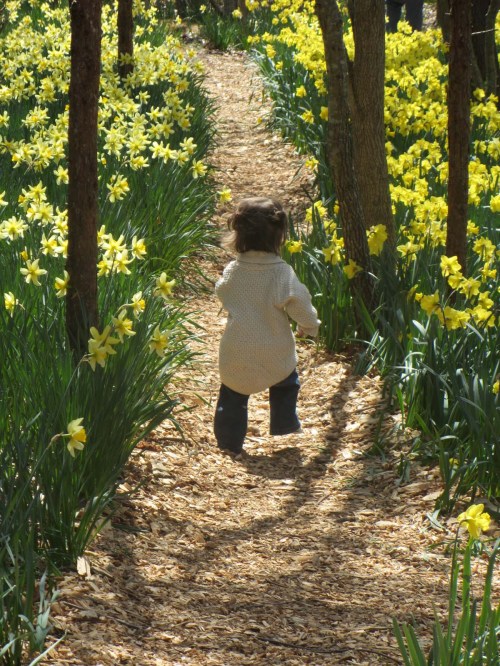 A child walks along a path surrounded by blooming yellow daffodils and trees, enjoying a sunny day outdoors.