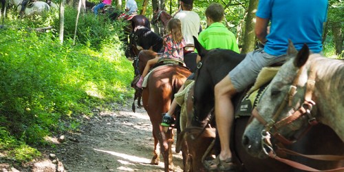 A group of people riding horses along a wooded trail on a sunny day.