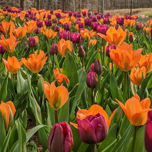 A vibrant field of orange and purple tulips blooming in a lush green landscape.