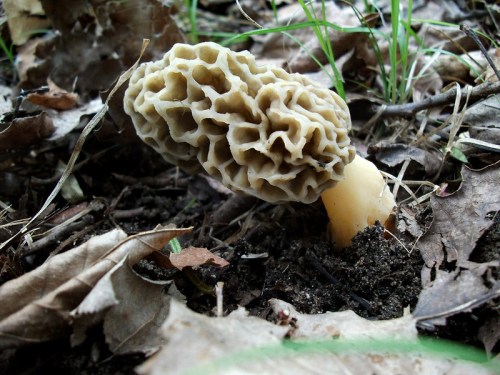 A morel mushroom emerging from the ground, surrounded by fallen leaves and grass.