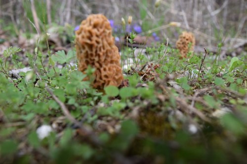 Close-up of a morel mushroom among green plants and small flowers in a natural setting.