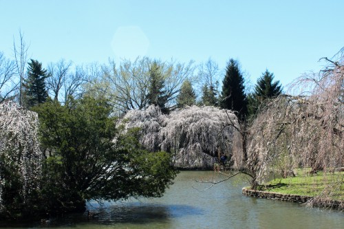 A serene pond surrounded by blooming trees and lush greenery under a clear blue sky.