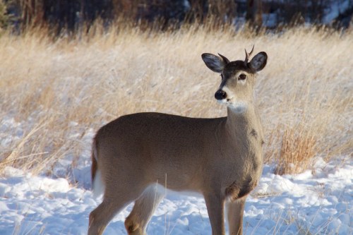 A young deer stands in a snowy field, surrounded by tall grass and trees in the background.