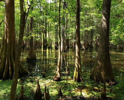Lush green swamp with tall trees and water covered in lily pads, creating a serene natural landscape.